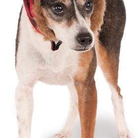 Trapper Hat Pet Hat for Dogs or Cats, M/L